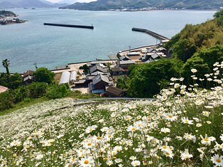 🌸 꽃 정원(인노시마 플라워 센터) 이미지 5